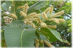 Terminalia crenulata